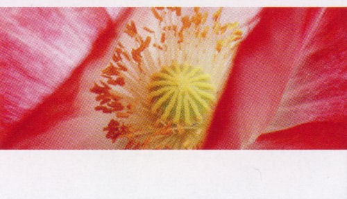 Creative-Card 'Blütenstempel'
