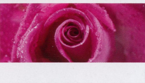 Creative-Card 'Rose rosa'