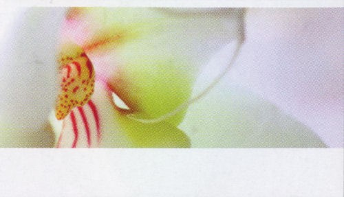 Creative-Card 'Orchidee'