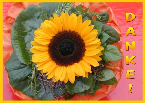 Faltkarte 6 Ex. 'Sonnenblume von oben'